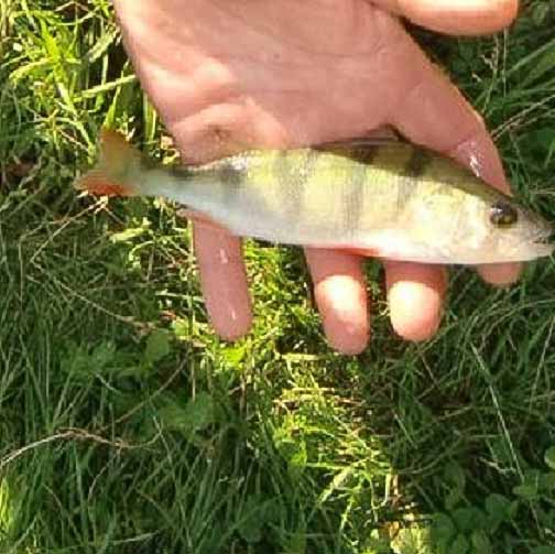 poisson etang peche dans le cantal