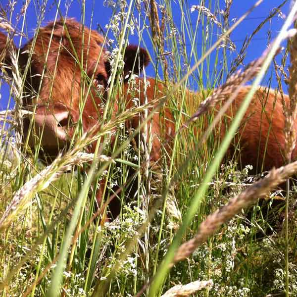 paysage du cantal